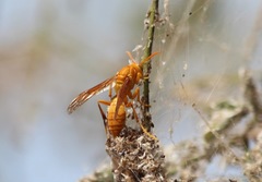 Polistes wattii