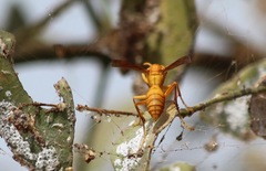Polistes wattii