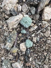 Oreonana vestita
