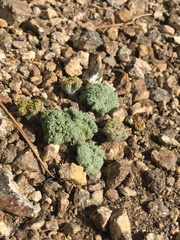 Oreonana vestita