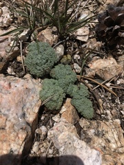Oreonana vestita