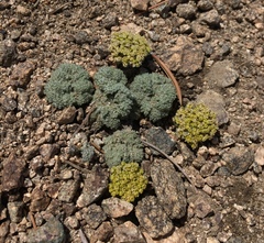Oreonana vestita