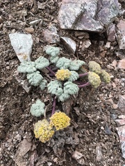 Oreonana vestita