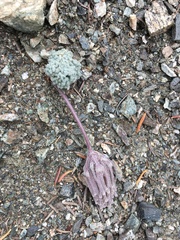 Oreonana vestita