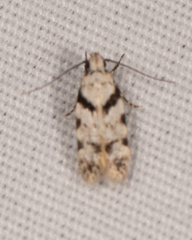 Pseudotelphusa palliderosacella