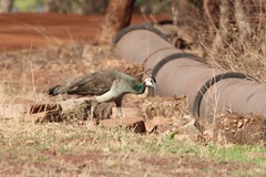 Pavo cristatus