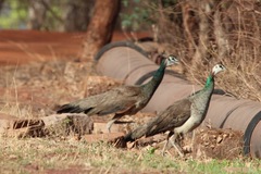 Pavo cristatus