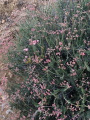 Eriogonum fasciculatum fasciculatum