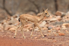 Gazella bennettii