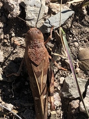 Leprus