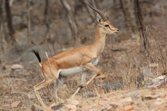 Gazella bennettii