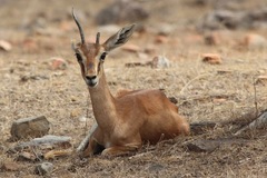 Gazella bennettii