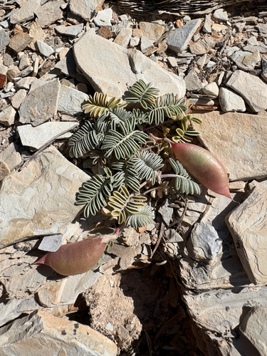 Dragon Milkvetch (Astragalus lutosus)