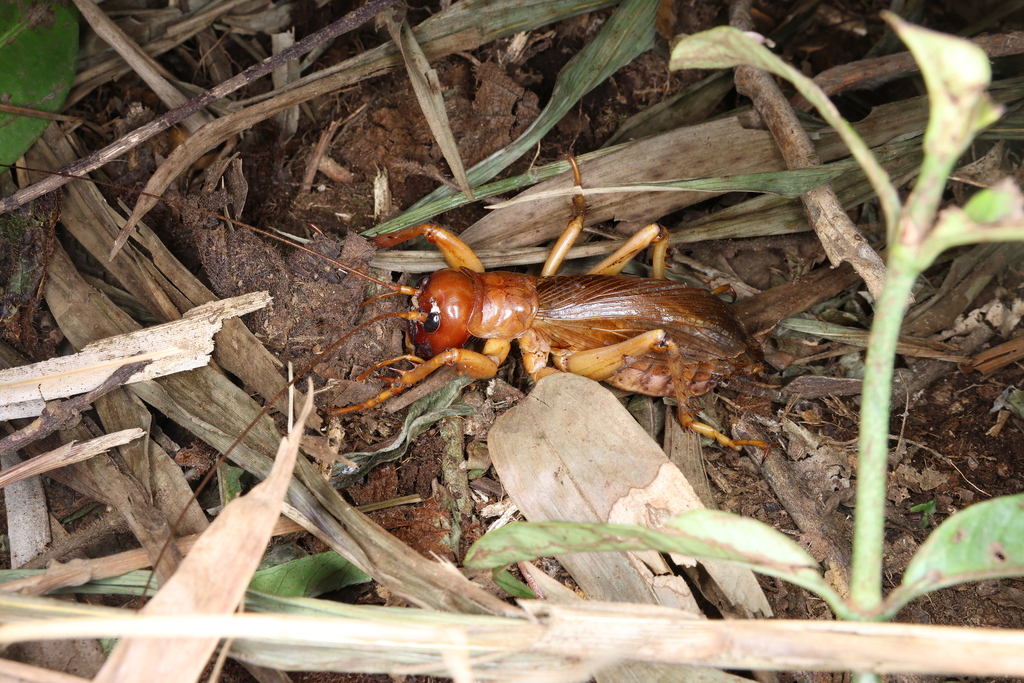 オバケコロギス (Sia ferox) · iNaturalist