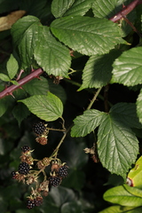 Rubus cissburiensis