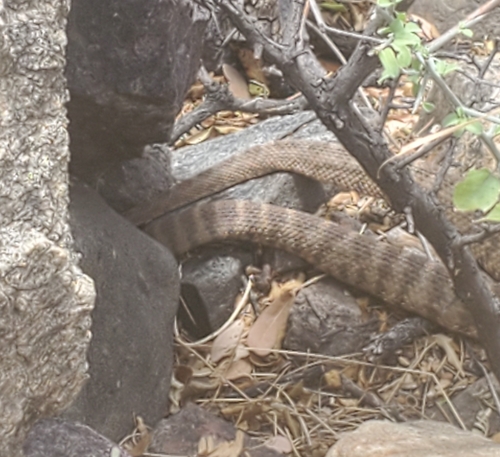 Tiger Rattlesnake