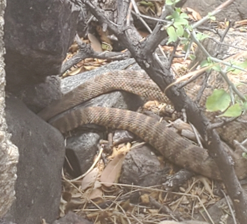 Tiger Rattlesnake
