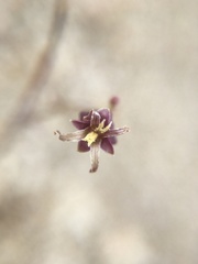 Caulanthus amplexicaulis