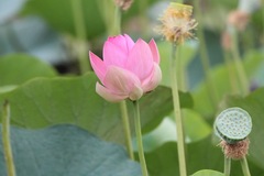 Nelumbo nucifera