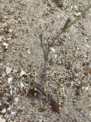 Caulanthus amplexicaulis