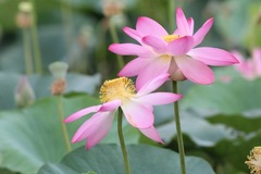 Nelumbo nucifera