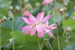 Nelumbo nucifera