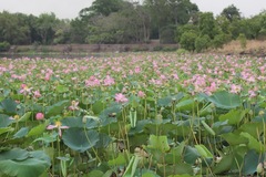 Nelumbo nucifera