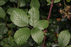 Rubus cissburiensis