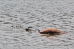 Crocodylus palustris