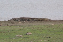 Crocodylus palustris