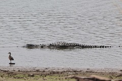 Crocodylus palustris