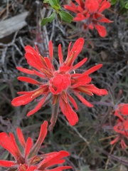 Castilleja gleasoni