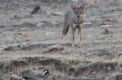 Canis aureus indicus