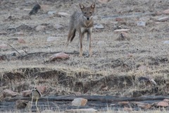 Canis aureus indicus