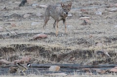 Canis aureus indicus