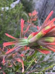 Castilleja gleasoni