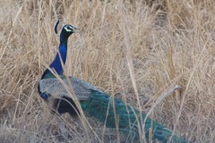 Pavo cristatus