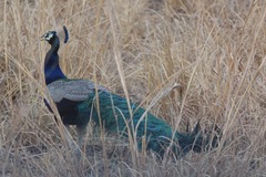 Pavo cristatus