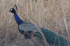 Pavo cristatus
