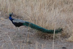 Pavo cristatus
