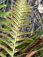 Polystichum imbricans imbricans