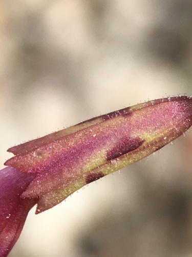 Image of Erythranthe palmeri by (c) Matt Berger, some rights reserved (CC BY)