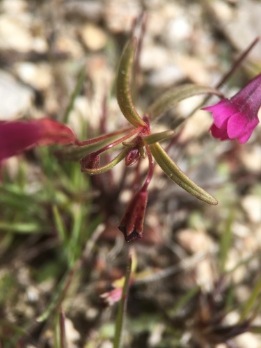 Image of Erythranthe palmeri by (c) Matt Berger, some rights reserved (CC BY)