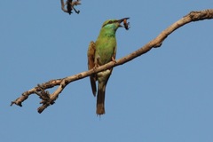 Merops orientalis