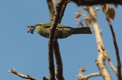 Merops orientalis