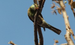 Merops orientalis