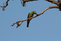 Merops orientalis