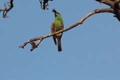 Merops orientalis