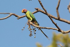 Psittacula cyanocephala