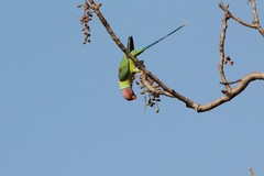 Psittacula cyanocephala